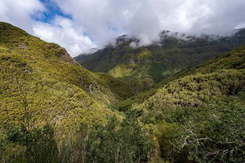 Cloudy forested mountains