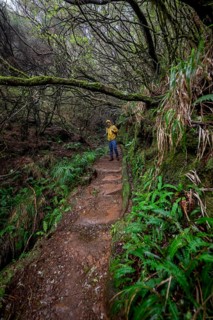 Hiker in dense forest
