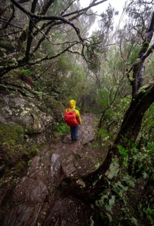 Hiker in dense forest