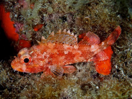 Madeira rockfish