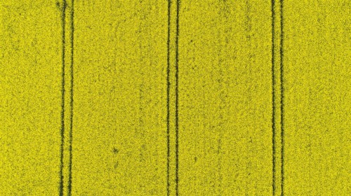 Aerial view of a rape field