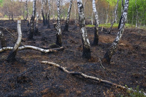 Moor fire