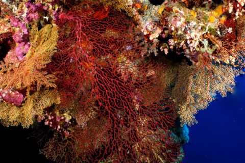 Red knot coral