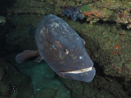 Close-up of potato grouper
