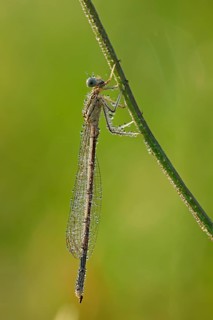 White-legged damselfly