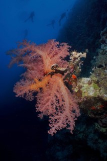 Hemprich's tree coral