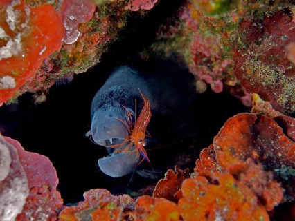 Mediterranean moray