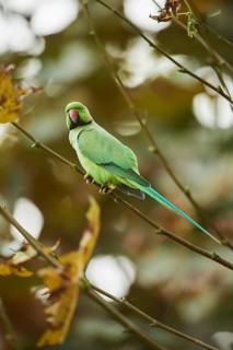 Monk parakeet