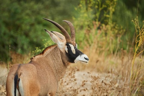 Sable antelope