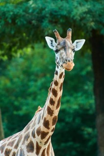 Reticulated giraffe