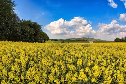 Rape field in bloom
