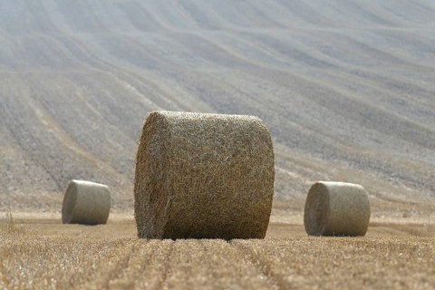 Grain field
