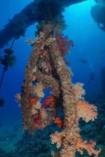 Red tree corals