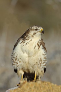 Common steppe buzzard