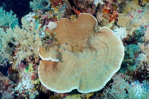Grooved serpent coral
