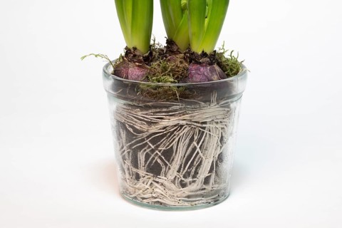 Garden hyacinth