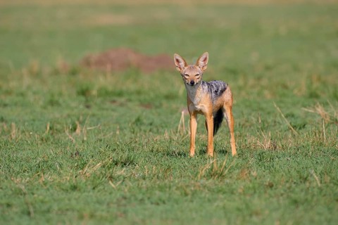 Black-backed jackal