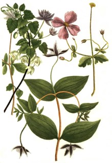 Botany