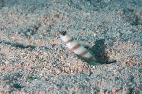 Steinitz partner goby