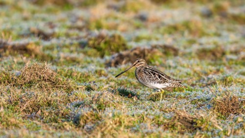 Common Snipe