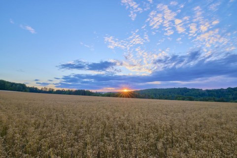Flax field