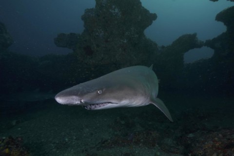 Sand tiger shark