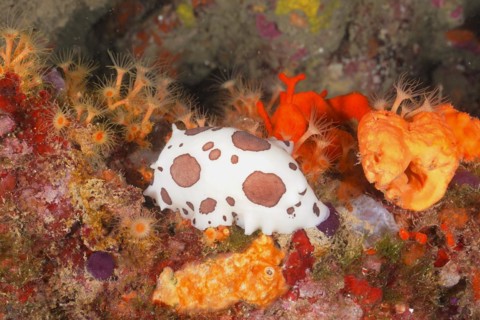 Leopard snail