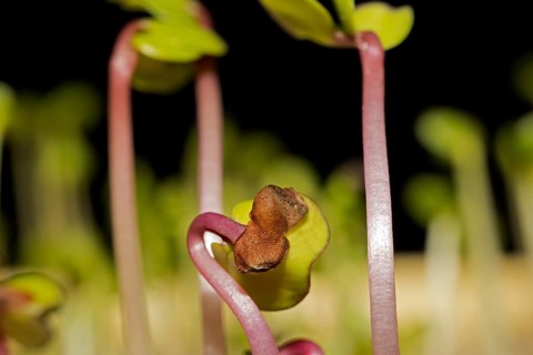 Shoots of black radish