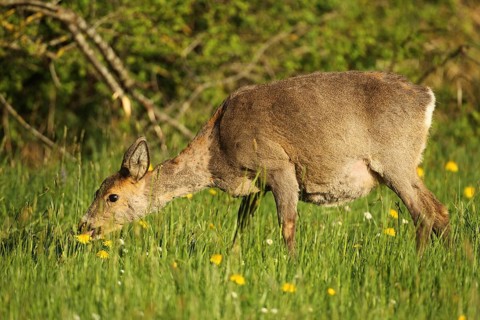 Roe deer