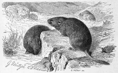 European snow vole