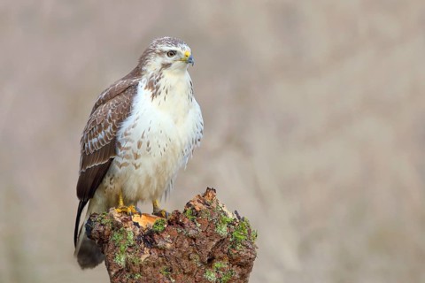 Common steppe buzzard
