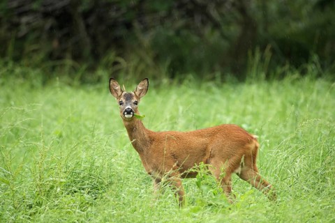 European roe deer