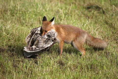 Red fox