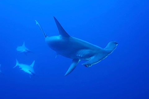 Three scalloped hammerheads