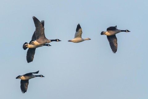 Snow Goose