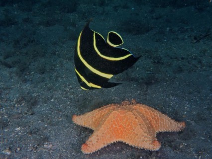 Juvenile French angelfish