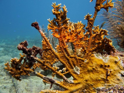 Elk antler fire coral