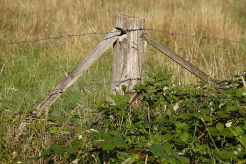 Wooden fence post