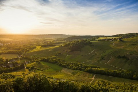 Vineyards