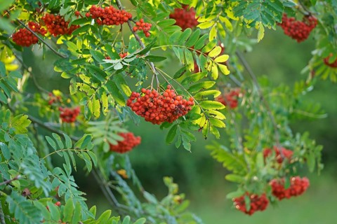 Fruits of the european rowan