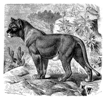 Senegalese lion