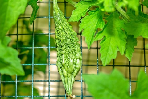 commonly called bitter melon