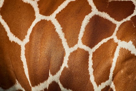 Close-up of the animal fur of a Reticulated giraffe