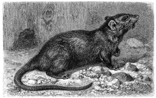 House rat