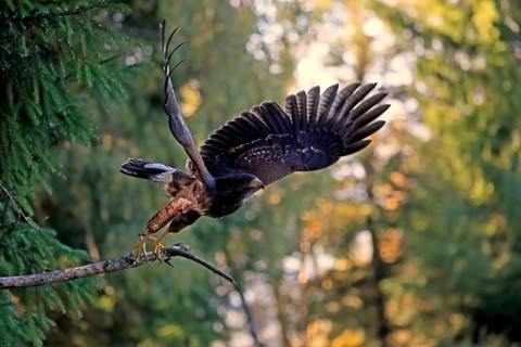 Harris's hawk