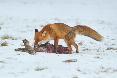 Red fox