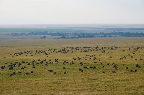 African buffalo
