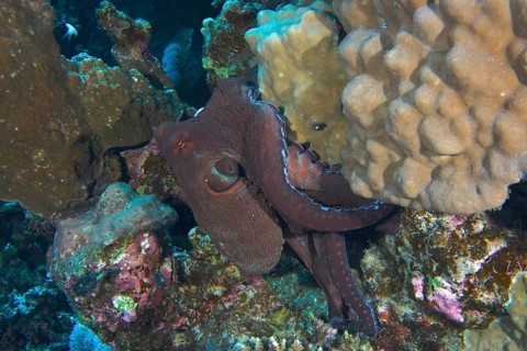 Large blue octopus