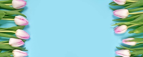 Web banner with white and pink tulip spring flowers on sides of blue background with copy space