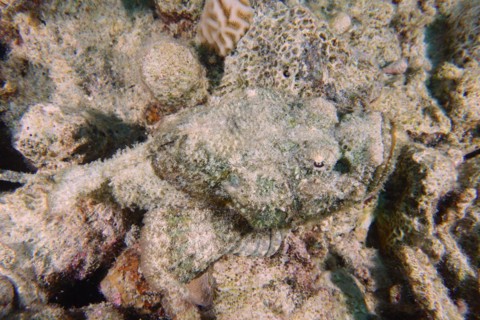 A well camouflaged humphead dragonhead
